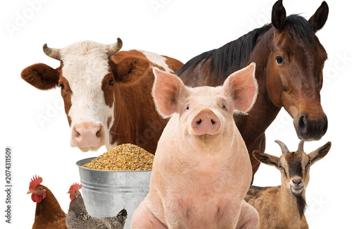 Happy pig sitting beside large metal feed bucket, dairy cow, horse, goat and chickens gathered around, cheerful farm animal group, looking at camera, isolated on white background, realistic textures, 