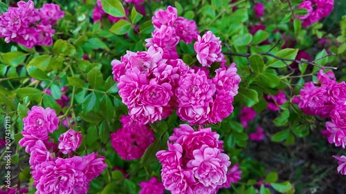 Pink rose clusters blooming on garden shrub close up panorama. Rosa gallica, French rose