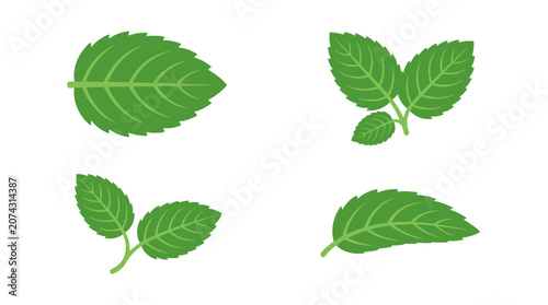 Canvastavla Fresh green mint leaves isolated on a white background
