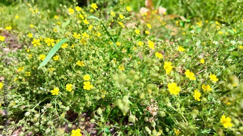 Low growing yellow wildflowers swaying in grassy field closeup. Potentilla argentea, Hoary cinquefoil