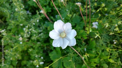 White anemone flower swaying in green garden under daylight
