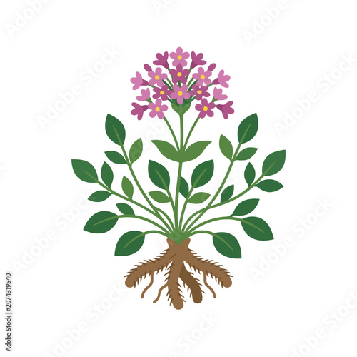 Картината върху платно A botanical illustration of a valerian plant with roots