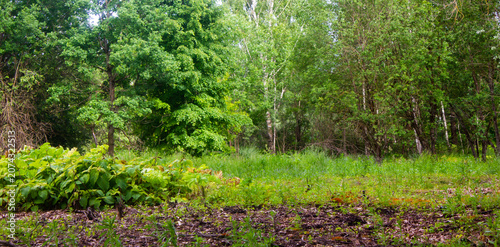Forest belt. Forest area. Forest clearing with trees. Abandoned green forest.