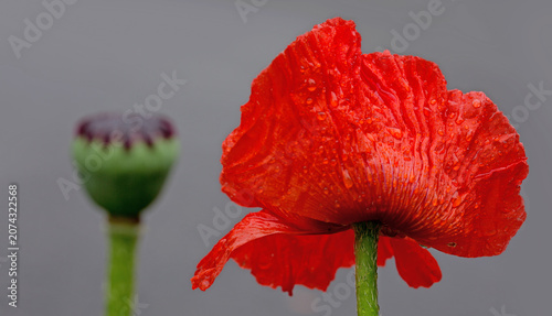 Single red poppy flower isolated on gray background.