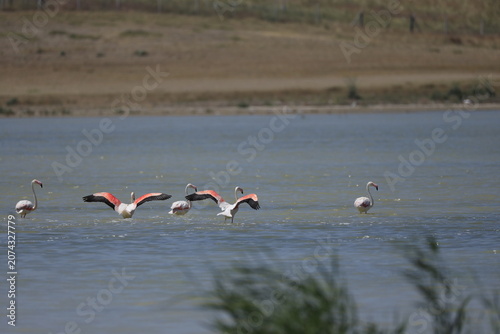 Pink Flamingo Standing in Natural Wetland Habitat