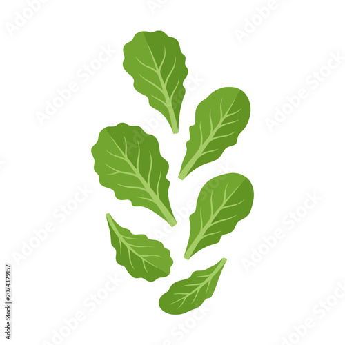 Foto Fresh green arugula leaves are falling on a white background