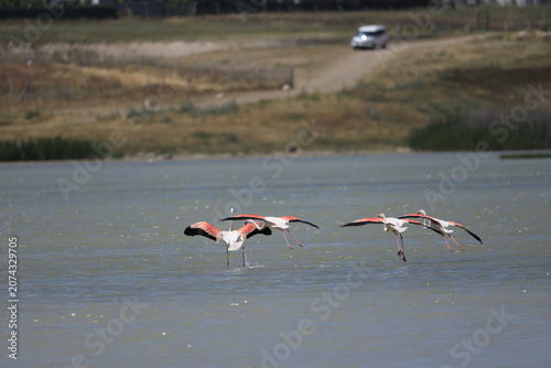 Pink Flamingo Standing in Natural Wetland Habitat