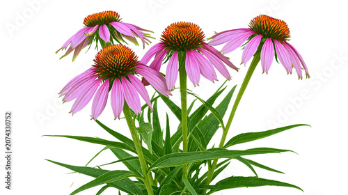 Foto Purple coneflower plants with spiky orange centers and pink petals