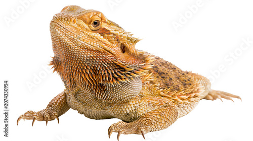 Canvas-taulu Bearded dragon lizard with spiky scales and orange coloration