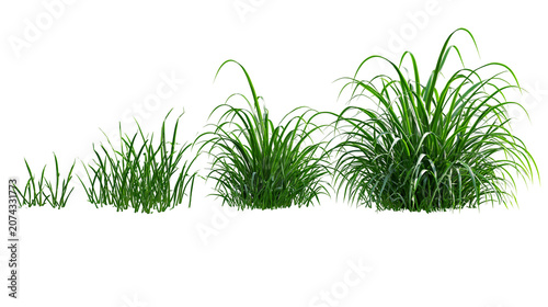 Foto Green grass clumps of varying sizes and density