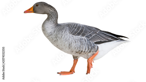 Tableau sur toile Greylag goose bird with orange beak and feet