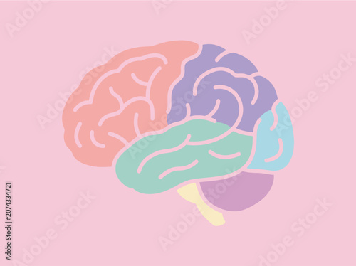 Cuadro en lienzo Colorful human brain diagram with pastel lobes on pink background