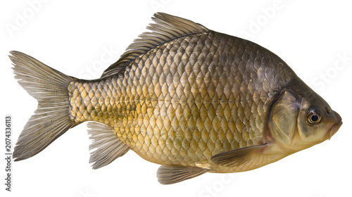 Fényképezés Freshwater carp fish with golden scales and fins