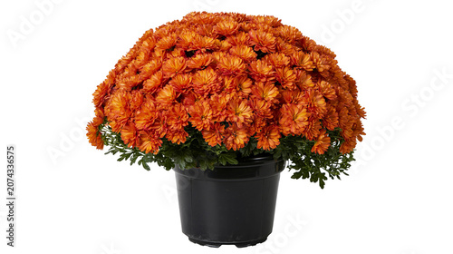Bild auf Leinwand Orange Chrysanthemum Flowers in Black Pot