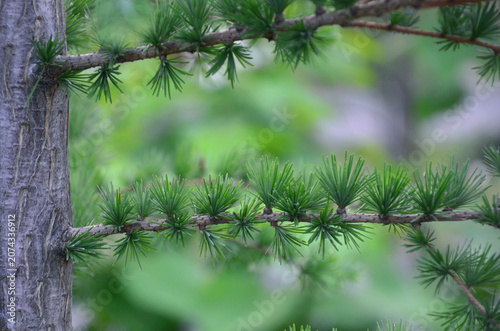 Konstfotografi Larix decidua or  Larch tree trunk and branches with soft needles