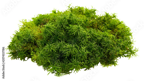 Quadro su tela Green sphagnum moss clump with fine texture