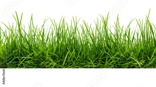 Fotografía Lush green grass blades close-up