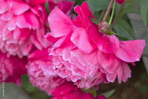 Close up of pink peony flower with water drops