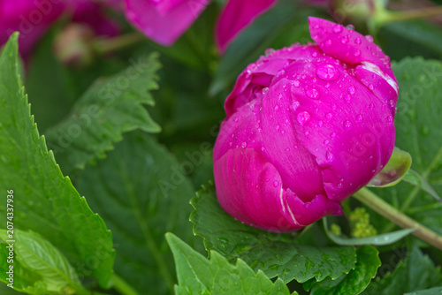 Close up of pink peony flower with water drops