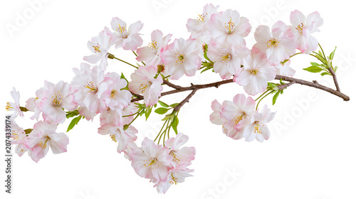 Photos Pink and white cherry blossom flowers on branch