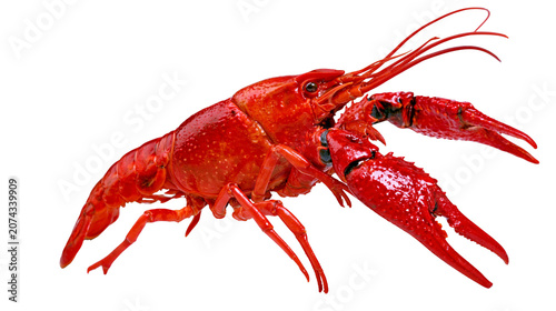 Εκτύπωση καμβά Bright red crawfish with large claws and long antennae