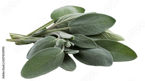Obraz na płótnie Fresh sage herb leaves bunch