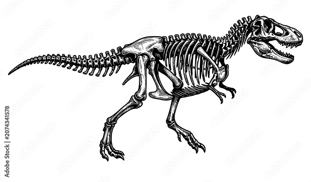 Fototapeta premium Vintage Engraved Tyrannosaurus Rex Skeleton Vector Illustration for Paleontology and Natural History