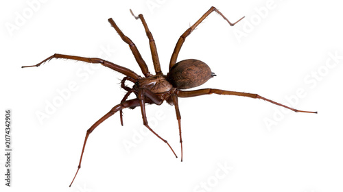 Foto Brown recluse spider with long legs spread wide