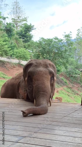 A group of elephants waiting calmly for food from their mahouts in a serene and lush environment at an elephant sanctuary in Chiang Mai, Thailand.