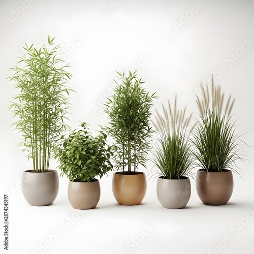 Assorted potted indoor plants arrangement for modern interior decor