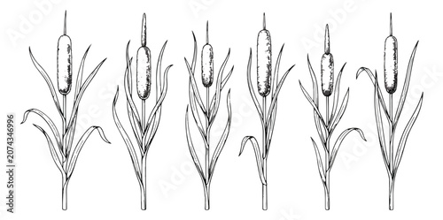 Photos Vintage hand drawn cattail plant collection, 6 botanical reed illustrations in s