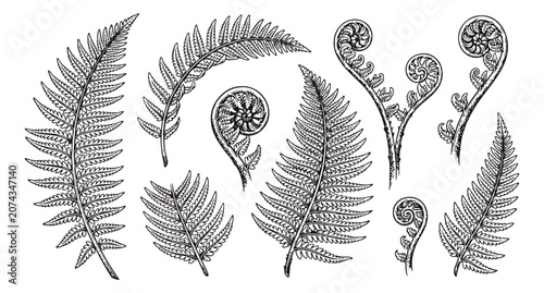 Obraz na plátně Vintage fern leaf botanical illustrations, hand drawn forest foliage vector set,