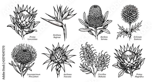 Quadro su tela Vintage botanical illustration of exotic flowers, hand drawn protea and banksia