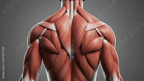 Detailed 3D Anatomical Model of Human Male Torso Posterior View Emphasizing Muscle Structure Against Plain Gray Background