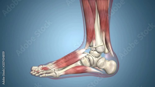 Detailed 3D Model Of The Human Foot And Ankle Musculature Showcased In A Static Side View Against A Monochromatic Blue Background