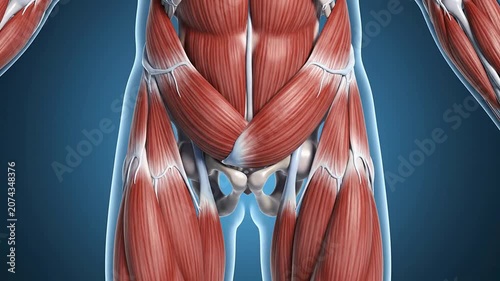 Detailed 3D Visualization Of The Psoas Muscle During Subtle Pelvic Tilt Motion For Educational And Medical Use