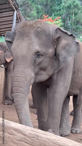 A group of elephants waiting calmly for food from their mahouts in a serene and lush environment at an elephant sanctuary in Chiang Mai, Thailand.
