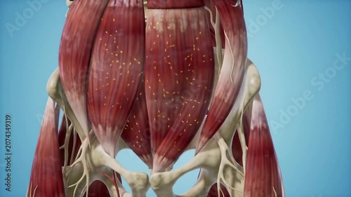 Detailed 4K Visualization of Psoas Muscle Exhibiting Intricate Capillary Density with Subtle Glow Emphasizing Anatomical Structure in Solid Background