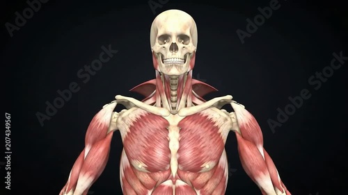 Detailed Biomechanical Study of the Human Shoulder Girdle and Rotator Cuff Highlighting Muscles in 3D Anatomy Visualization