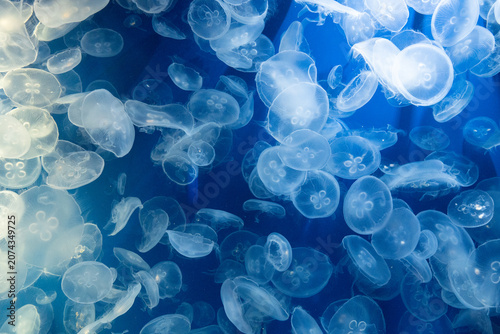 ミズクラゲ　Moon jelly　Aurelia coerulea
