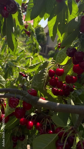 red berries on a bush