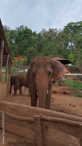A group of elephants waiting calmly for food from their mahouts in a serene and lush environment at an elephant sanctuary in Chiang Mai, Thailand.