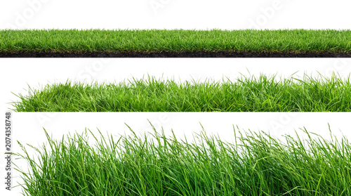 фотографія Green grass blades on transparent background