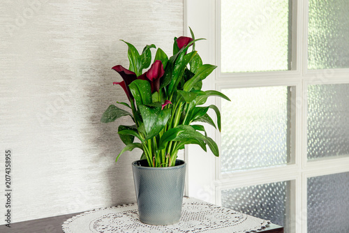 Purple calla lily Zantedeschia aethiopica growing in a living room at home in a blue flower pot.