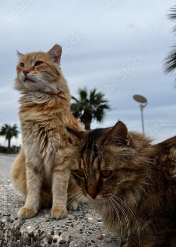 cat on the beach
