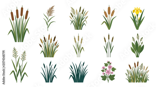 Fotografie Vector illustration set of various swamp plants, cattails, and wetland grasses