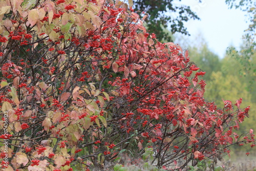 Fotografie red viburnum berries on branches on an autumn day