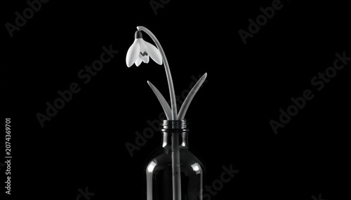 Snowdrop in a Bottle