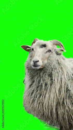 Fluffy sheep looking around on a green screen background