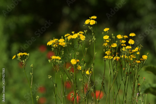 Bild auf Leinwand Wiesen-Pippau (Crepis biennis)